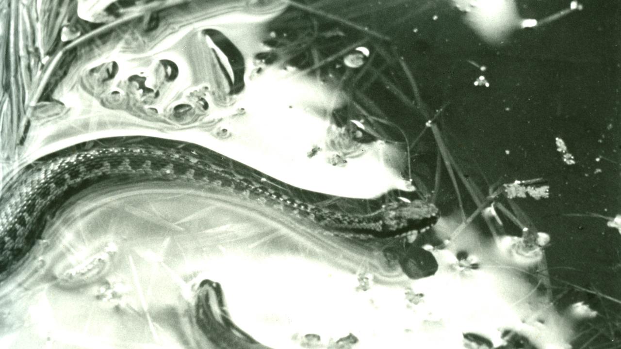 Hugormen | Det Danske Filminstitut