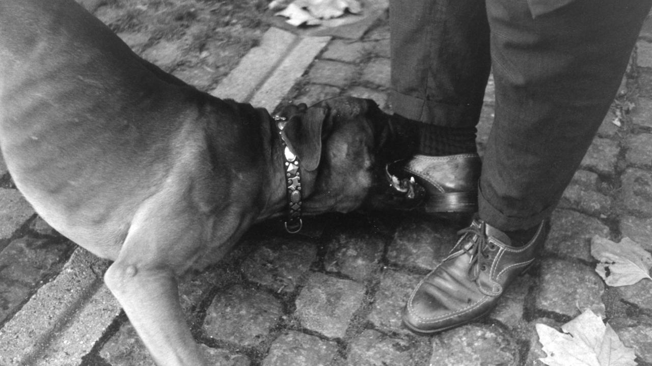 Hund bider mand Filminstitut